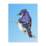 Bluejay 3 Postcard