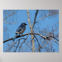 BlueJay II Posters