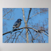 BlueJay II Posters