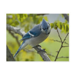 Bluejay Postcard