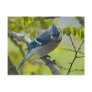 Bluejay Postcard