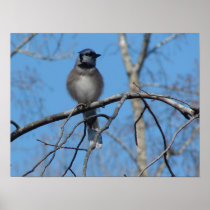 BlueJay Poster