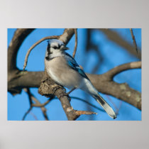 Bluejay Poster
