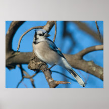 Bluejay Poster