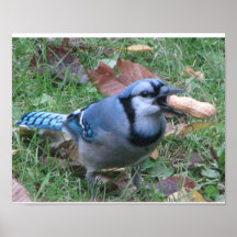 Bluejay Poster