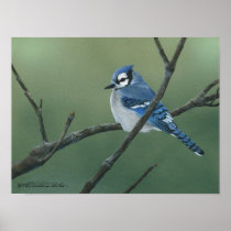 Bluejay Print