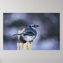 BlueJay