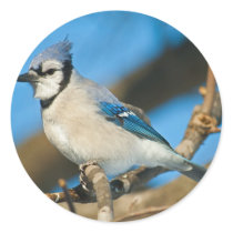 Bluejay Round Sticker