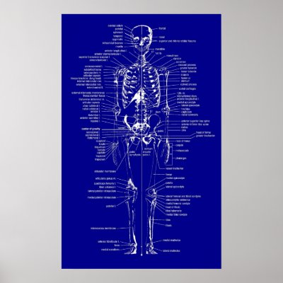 Blueprint Style skeleton by leahann