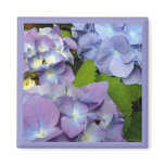 Bluest Blue Hydrangeas Refrigerator Magnets