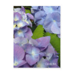 "Bluest Blue Hydrangeas" Notes & Stamps postcards