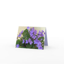 Bluest Blue Violets