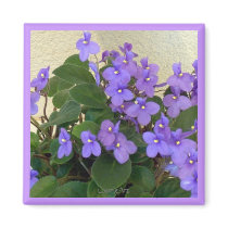 Bluest Blue Violets