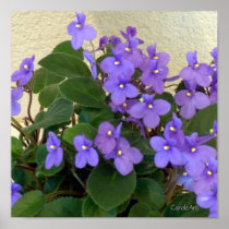 Bluest Blue Violets