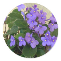 Bluest Blue Violets
