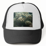 Bluestreak Cleaner Wrasse (Labroides dimidiatus) Hats