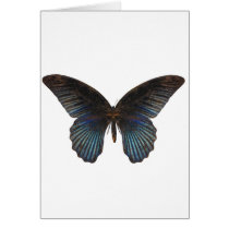 BlueSwallowTail Butterfly Card