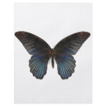 BlueSwallowTail Butterfly Flyer