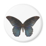 BlueSwallowTail Butterfly Fridge Magnet