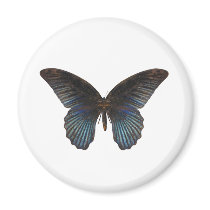 BlueSwallowTail Butterfly Magnets