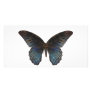BlueSwallowTail Butterfly Picture Card