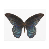 BlueSwallowTail Butterfly Postcards