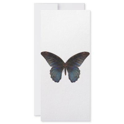 BlueSwallowTail Butterfly Custom Rack Cards by Bigboy20769