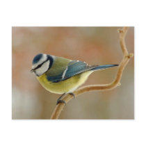 BlueTit Photo - Postcard
