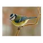 BlueTit Photo - Postcard