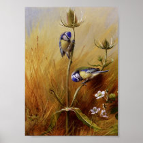 Bluetits On A Teasel