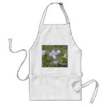 Bluets - Quaker Ladies Aprons