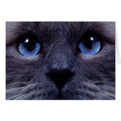 blueyes greeting card by REDINARD