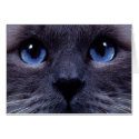 blueyes cards