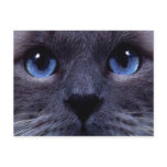 blueyes post cards