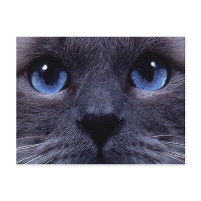 blueyes post cards by REDINARD