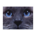 blueyes postcards