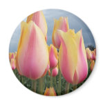Blushing Beauty Tulips magnets