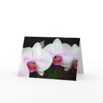 Blushing Bride Orchids Greeting Card