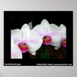 Blushing Brides Poster