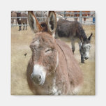Blushing Burro & Wild Birds - Animal Lovers Magnets
