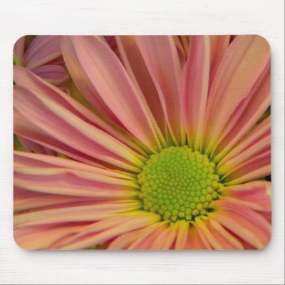 Blushing Daisy Mousepad by DakotasLanding