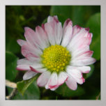 Blushing Daisy Posters