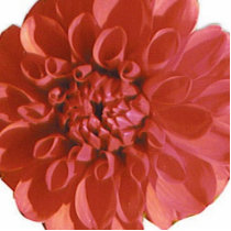 Blushing Flower Pin