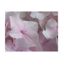 Blushing Hydrangea Postcards