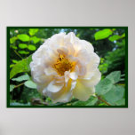Blushing Rose Posters