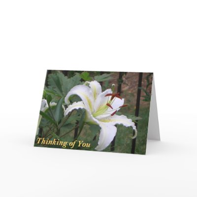 BN-  White Lilly Sympathy card by patcallum