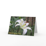 BN-  White Lilly Sympathy card