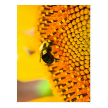 BNo1: Bee-licious Number 1 Postcard