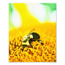 BNo5: Bee-licious Number 5 Photo