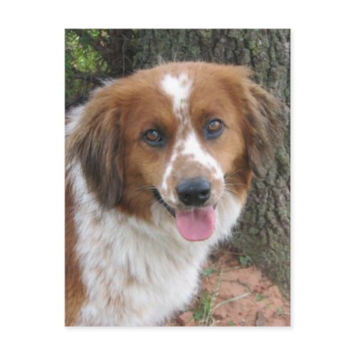 Bo Post Cards by okcshelter